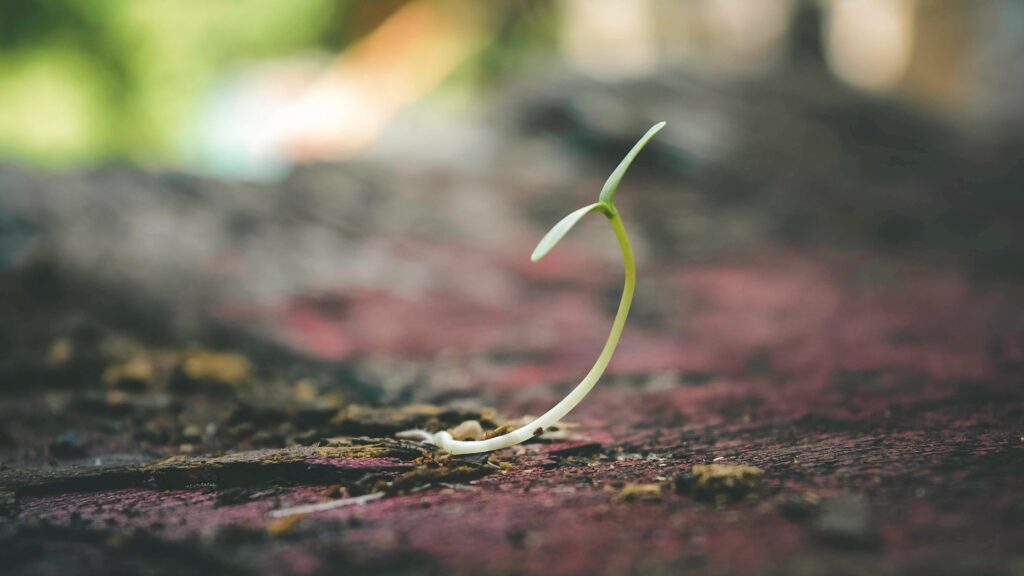 pexels-photo-401213-401213 A delicate seedling sprouting from the soil symbolizes growth and new beginnings.