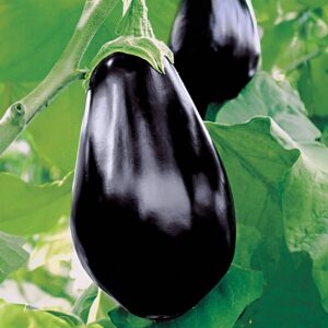 Amadeo Eggplant Seeds