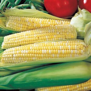 Ambrosia Sweet Corn Seeds