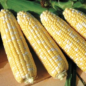 American Dream Sweet Corn Seeds