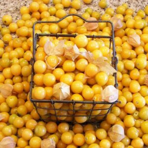 Aunt Molly's Ground Cherry Organic Seeds