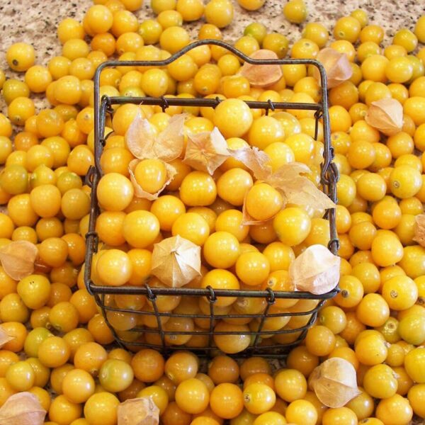 Aunt Molly's Ground Cherry Organic Seeds