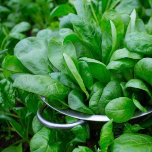 Baby Leaf Riverside Spinach Seeds