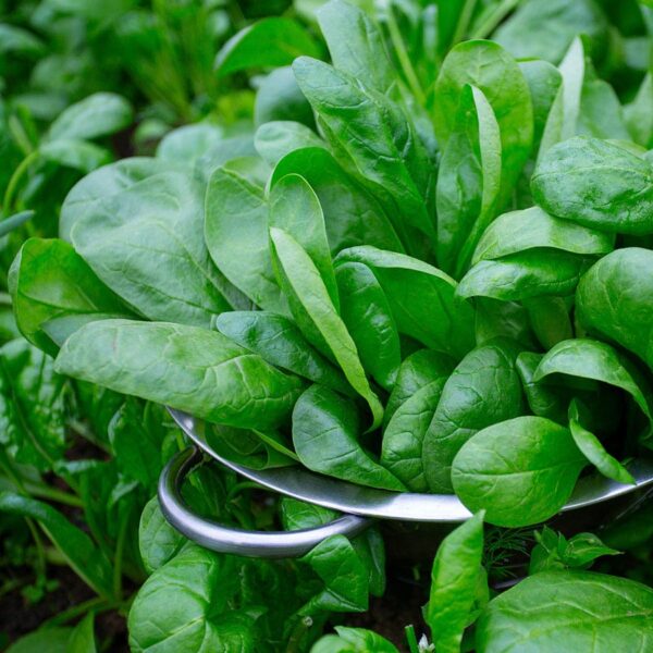 Baby Leaf Riverside Spinach Seeds
