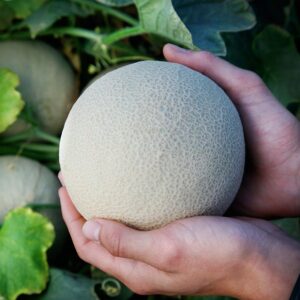 Bit O' Gold Hybrid Cantaloupe Seeds