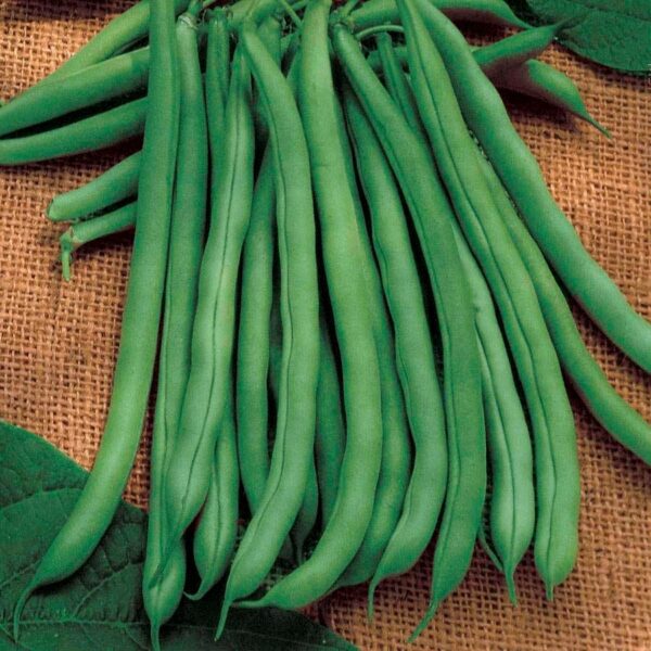 Blue Lake 274 Garden Bean Seeds