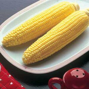 Bodacious Sweet Corn Seeds