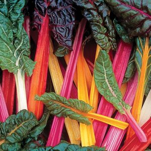 Bright Lights Swiss Chard Seeds