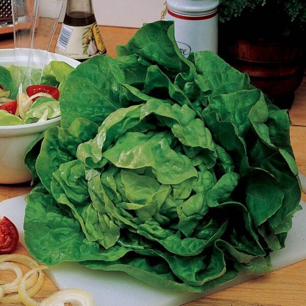 Buttercrunch Lettuce Seeds