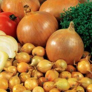 Candy Hybrid Onion Seeds