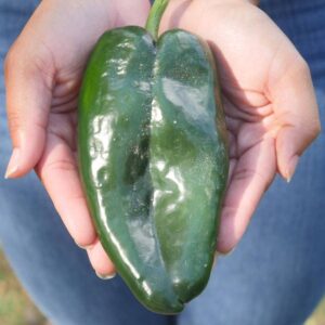 Carranza Pepper Seeds