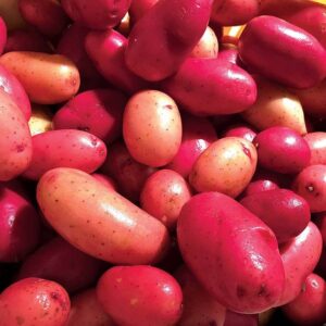 Clancy F1 Pelleted Potato Seeds