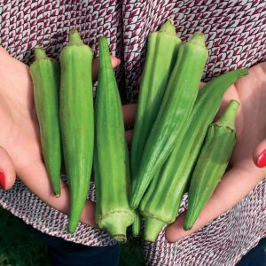 Clemson Spineless Okra Seeds