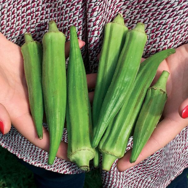 Clemson Spineless Okra Seeds