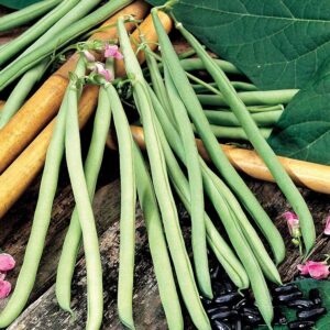 Cobra Garden Bean Seeds