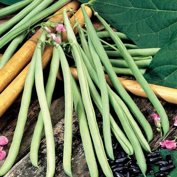 Cobra Garden Bean Seeds