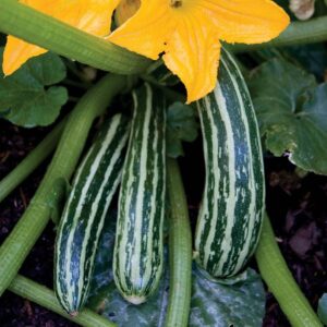 Cocozelle Organic Squash Seeds