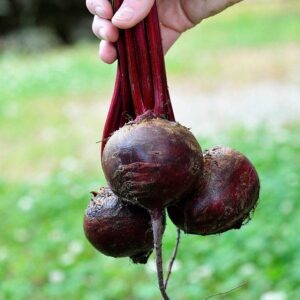 Detroit Dark Red Beet Seeds