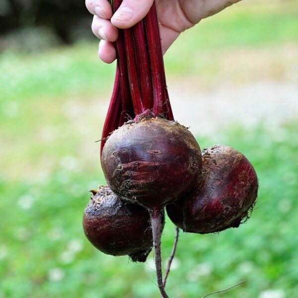 Detroit Dark Red Beet Seeds