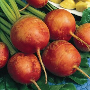 Detroit Golden Heirloom Beet Seeds