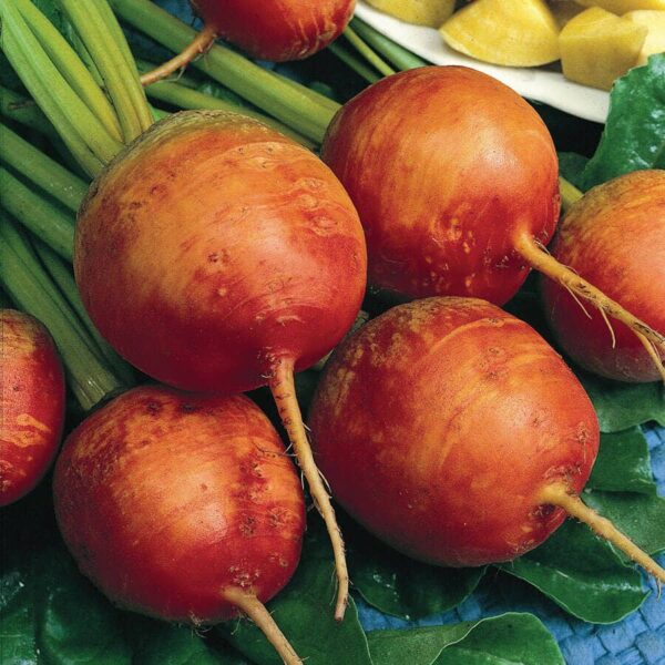Detroit Golden Heirloom Beet Seeds