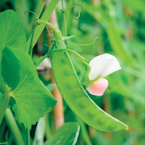 Dwarf White Sugar Snow Pea Seeds