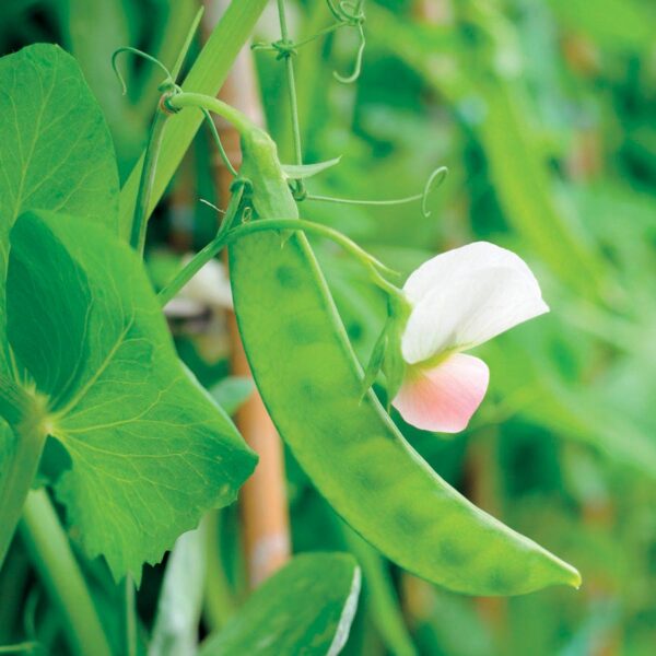 Dwarf White Sugar Snow Pea Seeds