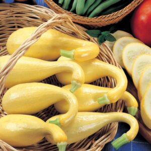 Early Summer Crookneck Organic Squash Seeds