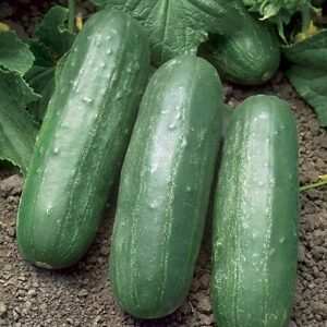 Eureka Hybrid Cucumber Seeds