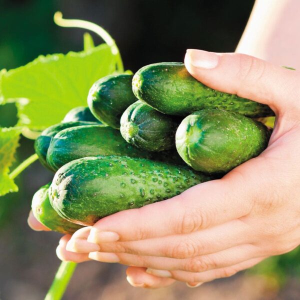 Garden Sweet Burpless Cucumber Seeds