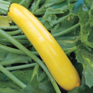Gold Rush Hybrid Squash Seeds