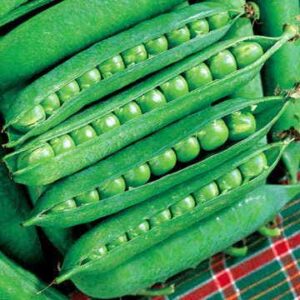 Green Arrow Pea Seeds
