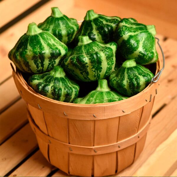 Green Lightning Hybrid Squash Seeds