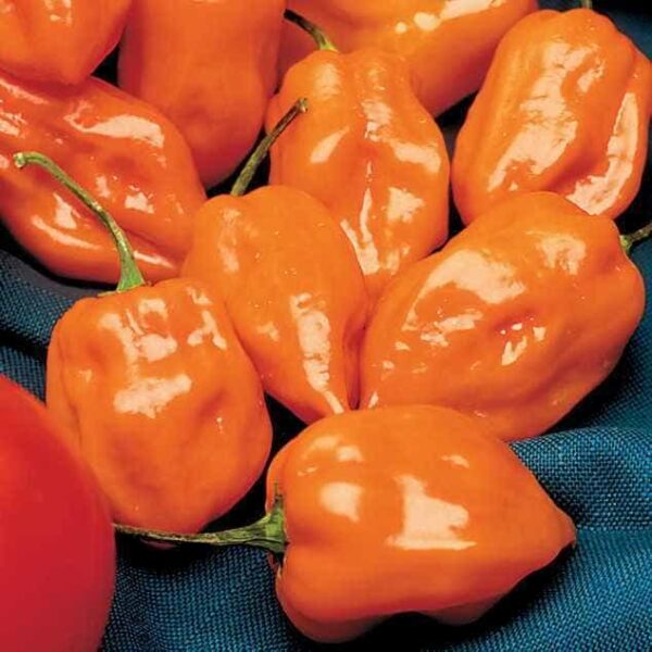 Habanero Pepper Seeds