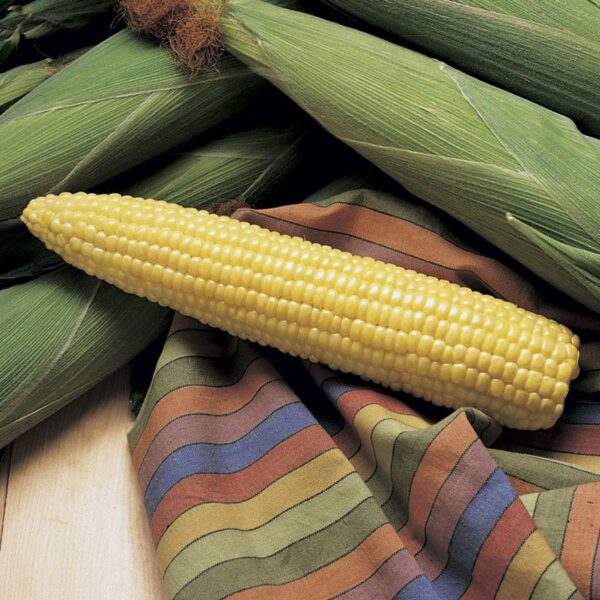 Honey Select TripleSweet™ Hybrid Sweet Corn Seeds