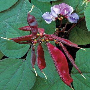 Hyacinth Bean Seeds