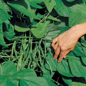 Jade Organic Bush Bean Seeds