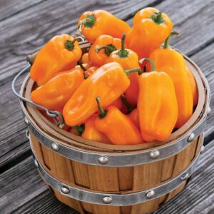 Just Sweet Pepper Seeds