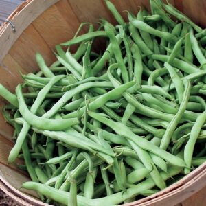 Kentucky Blue Garden Bean Seeds