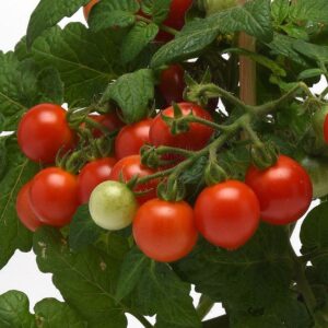 Kitchen Minis™ Siam Edible Potted Tomato Seeds