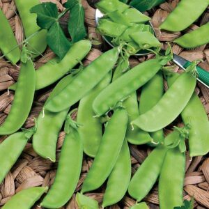 Mammoth Melting Organic Snow Pea Seeds