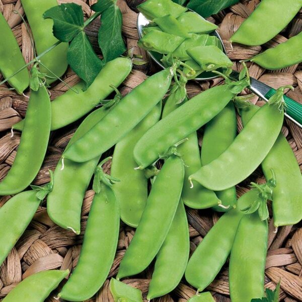 Mammoth Melting Organic Snow Pea Seeds