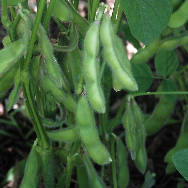 Midori Star Edamame Soybean Seeds