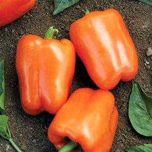 Orange Blaze Hybrid Pepper Seeds