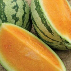 Orange Crisp Hybrid Seedless Orange Watermelon Seeds