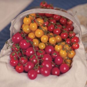 Park's Jr Whopper Tomato Seed Trio