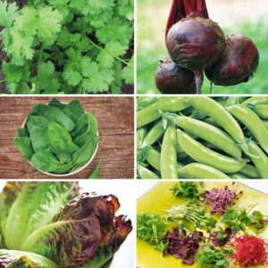 Park's Microgreens Seed Collection