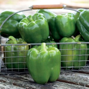 Park's Whopper II Hybrid Bell Pepper Seeds