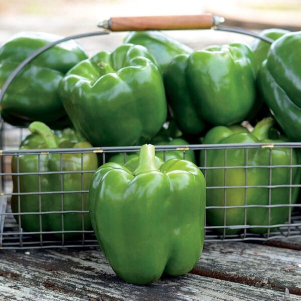Park's Whopper II Hybrid Bell Pepper Seeds