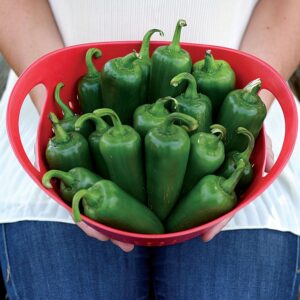 Park's Whopper Jalapeño Pepper Seeds